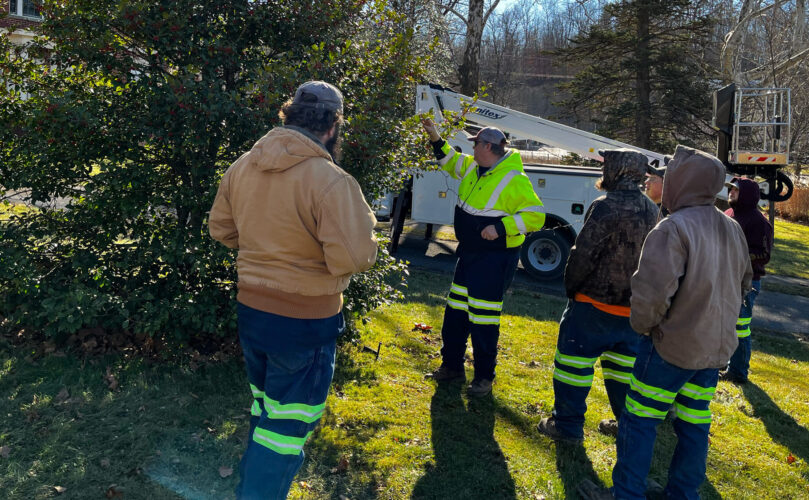 Tree Service