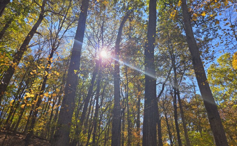 Robert E. Urban Nature Forest, Elkins, WV
