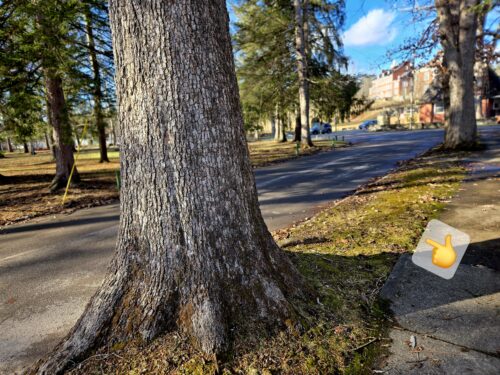 Verge in Elkins, WV.