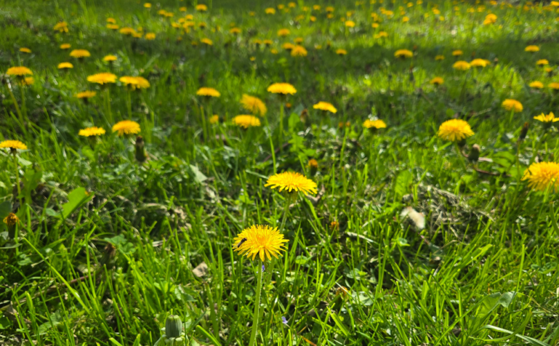 Lawn care and safety, Elkins WV 2026