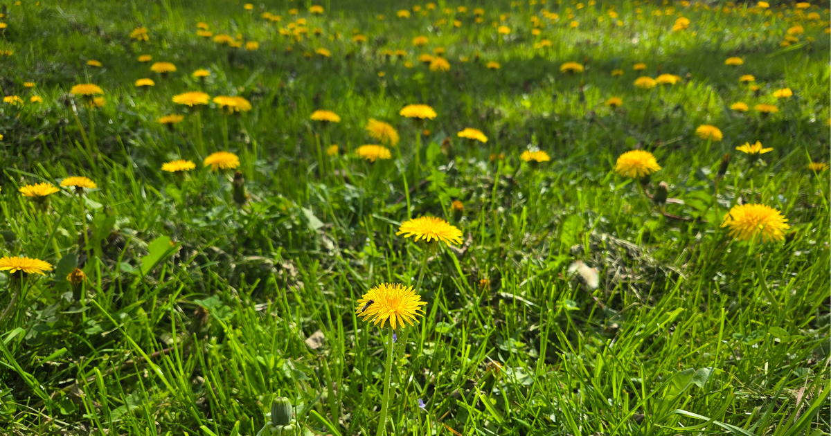 Lawn care and safety, Elkins WV 2026