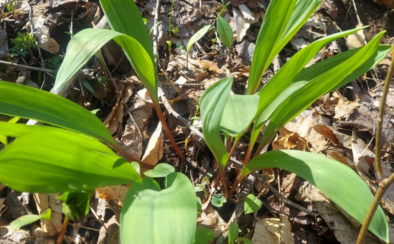 An image of ramps growing outside Elkins, WV.