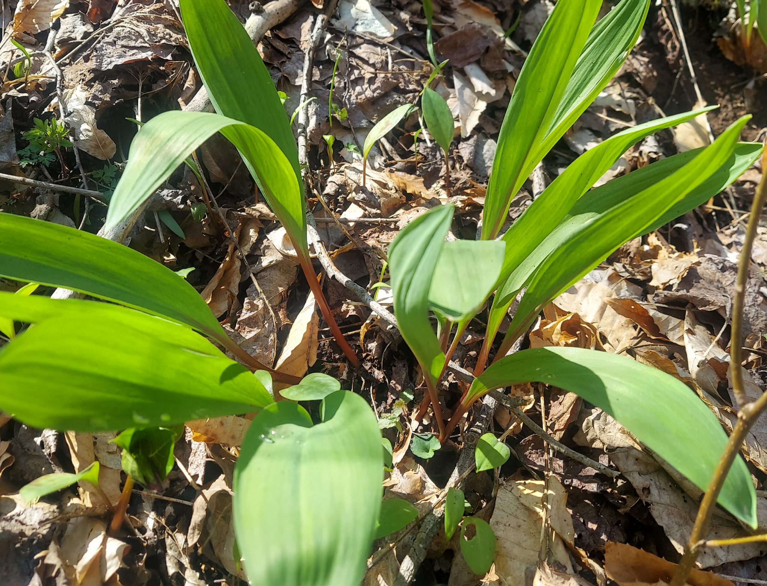 An image of ramps growing outside Elkins, WV.